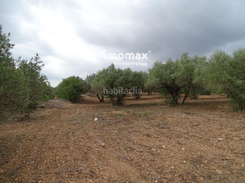 Foto eafc6ea9-14b2-4641-9360-76c3fb3a6715. Terreny residencial a Xerta