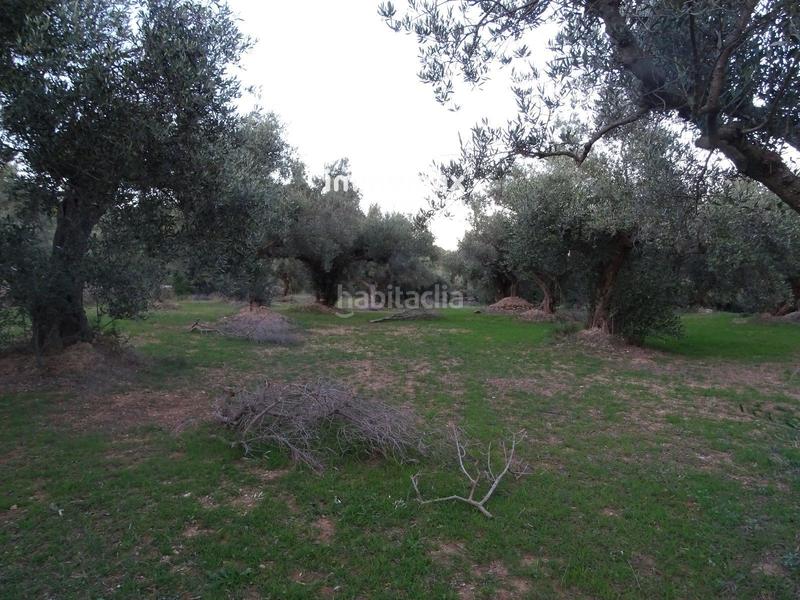 Foto 2ff94ceb-e484-44c0-85b2-ceb5179abc26. Residential plot in Xerta