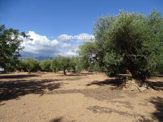 Finca rústica  27. Finca rústica en venta en aldover con agua