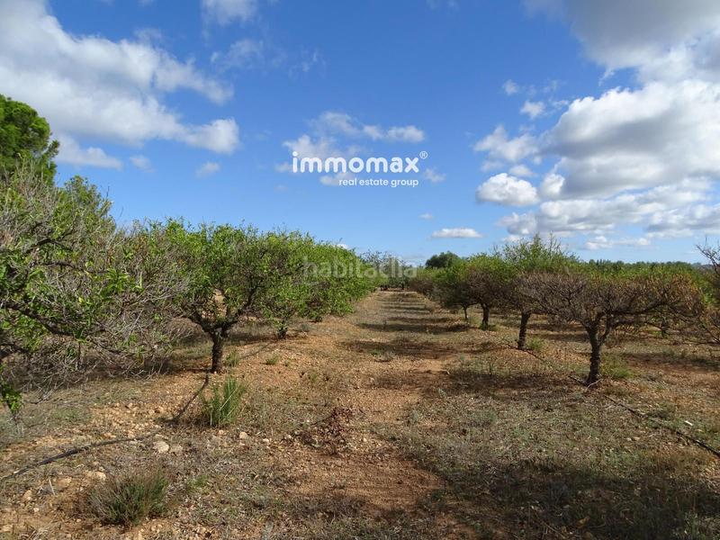 Foto 112ff90a-13dc-4591-a338-bafef021acdd. Finca rústica a Xerta