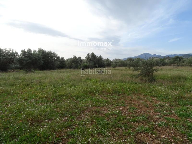 Foto 3d4d8d67-c867-442c-a562-56f260a8f308. Terreny residencial a Xerta