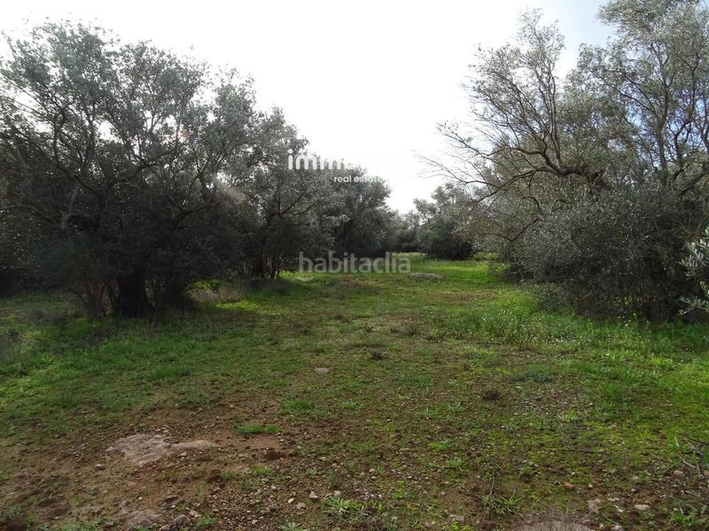 Foto 7f94b8b1-e3eb-4724-b2f4-2c8d91a88738. Terreny residencial a Xerta