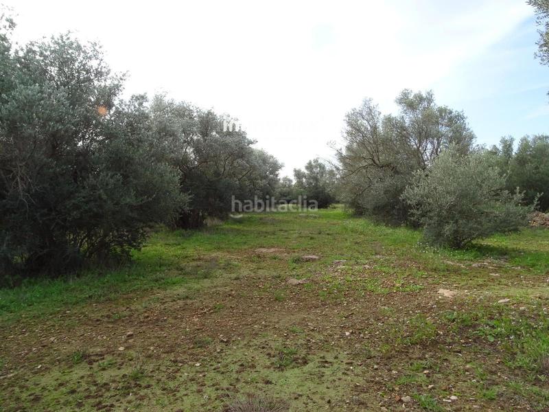 Foto 90b99ebd-98d1-4e40-bffd-6fd18a1bd98e. Terreny residencial a Xerta