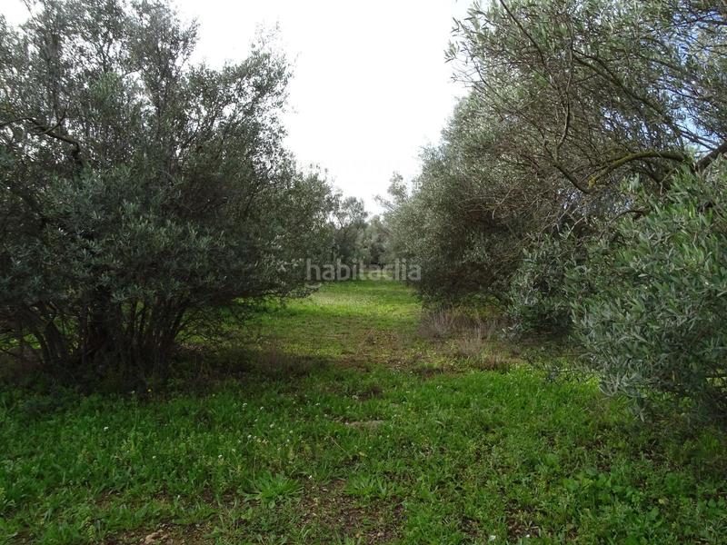 Foto a5df7d07-cc82-475f-bf68-8f8afd2e5dd2. Terreny residencial a Xerta