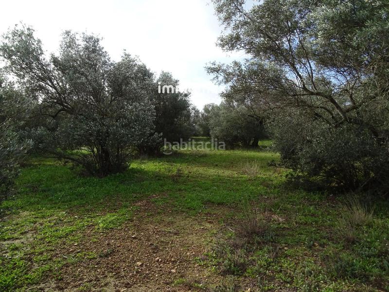 Foto b8a01ad6-4ba5-41bf-b560-9515e10d5028. Terreny residencial a Xerta