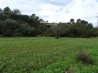 Finca rústica  65. Finca rústica en venta en tortosa con pozo propio