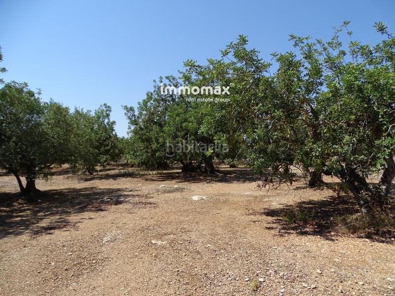 Foto 481911f2-913a-4f87-ae65-51fcf7cc3edc. Wohngrundstück in Xerta