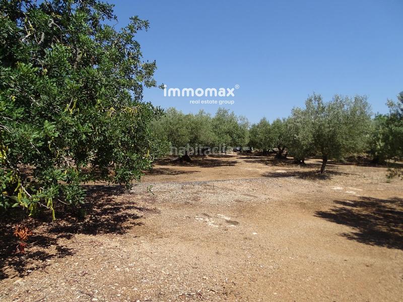 Foto eca624c7-09b5-4c3b-a171-e0e3fd3270d8. Wohngrundstück in Xerta