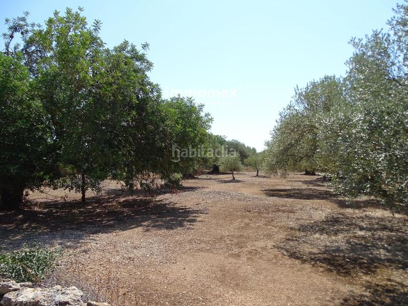 Foto f581692b-b3b9-4d3c-841a-1c7d8fd202bf. Wohngrundstück in Xerta