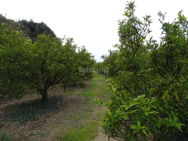 Foto 3cad769d-f6df-46d2-859b-ae60d985a06b. Finca rústica finca rustica en Benifallet