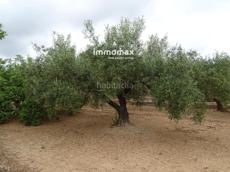 Foto 22f76681-1dff-4ce0-bb1c-f976cfb3dbba. Wohngrundstück in Xerta