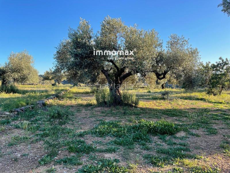 Foto 0ad5fec5-a489-4bb8-b621-7d36d47e065f. Finca rústica a Tivenys