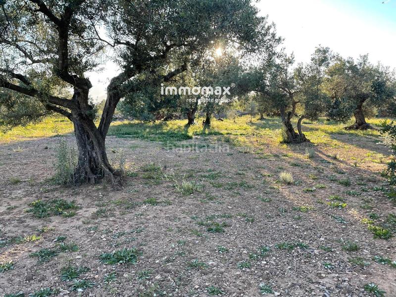 Foto 73b3167d-8564-4359-a48d-e2f940d6fa25. Finca rústica a Tivenys