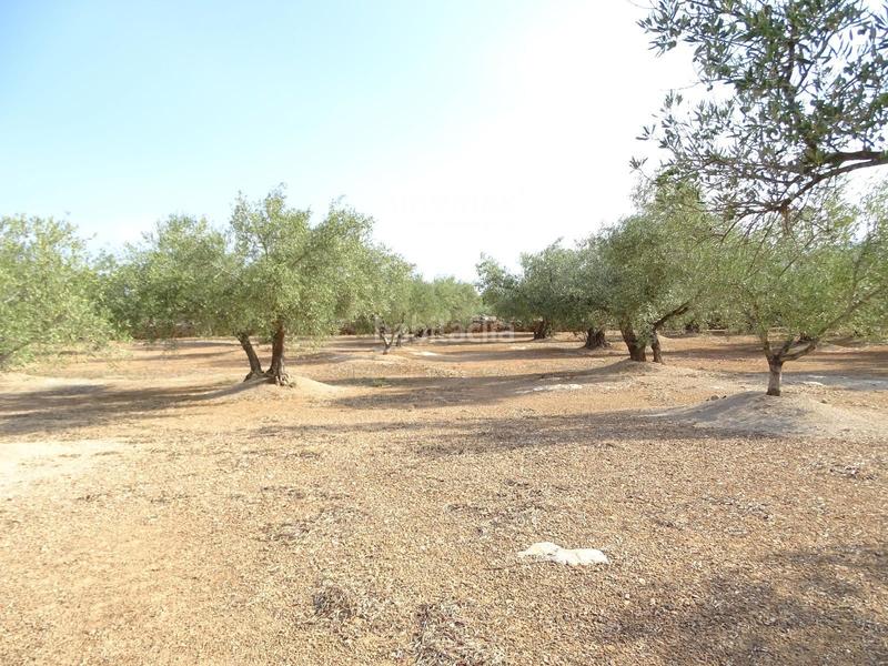 Foto 4011de93-81d0-4b19-8e9c-567b469d50df. Finca rústica a Aldover