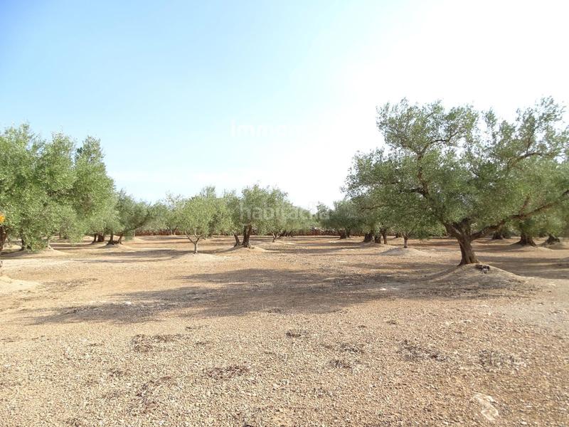 Foto 616ec166-f710-4e14-a49c-2f0e5ce71ca4. Finca rústica a Aldover