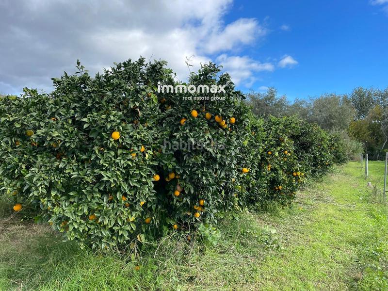 Foto 1eaf51db-7076-407e-b391-872f03ab952e. Terreny residencial a Xerta