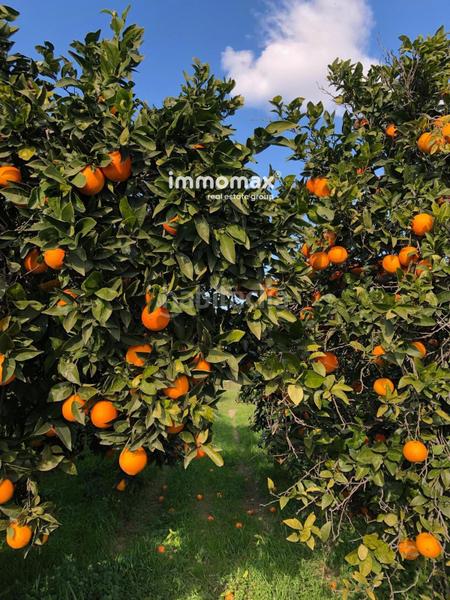 Foto 800dbe05-3aa7-4b66-b435-32850f39ee2a. Terreny residencial a Xerta