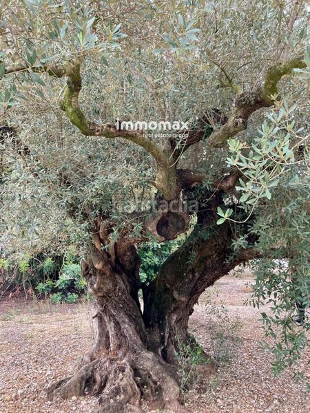 Foto 21328fa8-03a6-4c8b-88d4-ec9ddf4e53f6. Propriété dans Godall