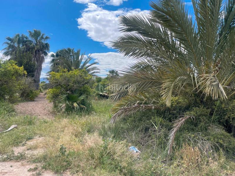 Foto 61a93c14-3681-4307-bd7e-10a0ebf957b4. Rural plot in Catral