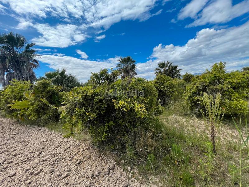 Foto 7be76c4c-e027-49eb-adf2-d7ecdff67bf9. Rural plot in Catral