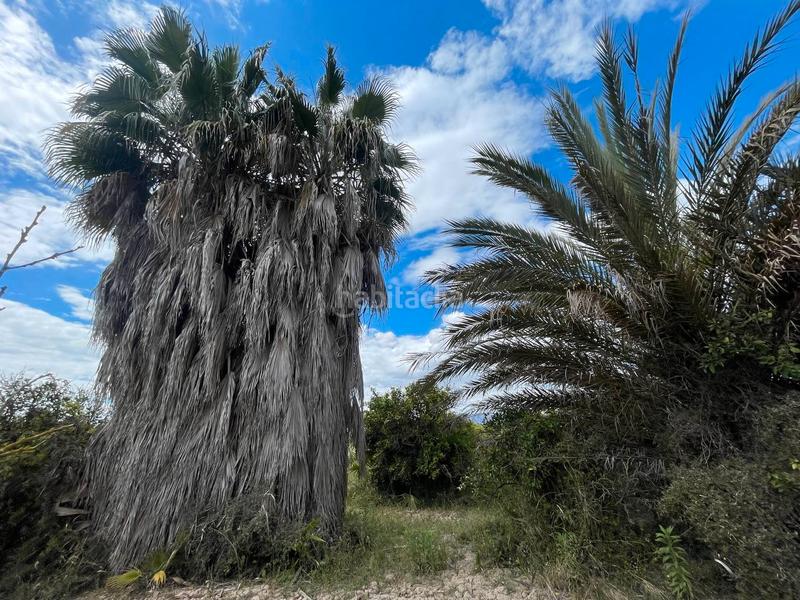 Foto 8dc0a812-8f8d-4a2b-9809-37824541fecf. Rural plot in Catral