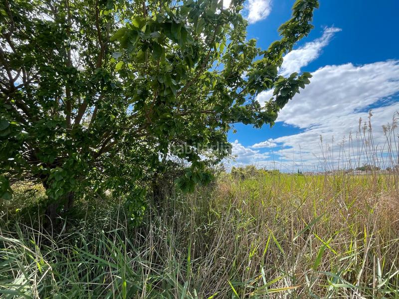 Foto d3b20b02-d52d-4e3f-80ee-e20390e88816. Rural plot in Catral