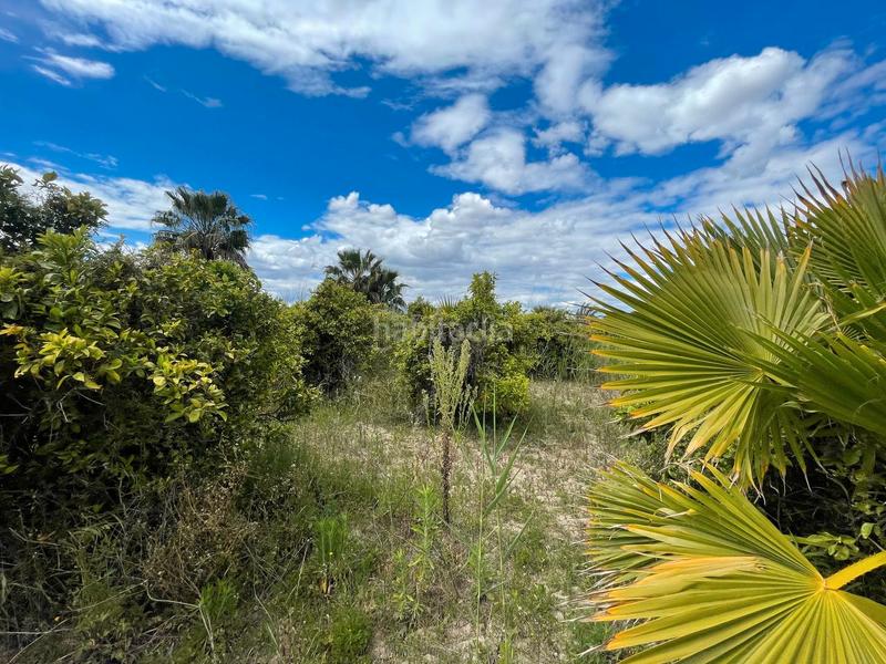 Foto db503ec6-613d-4326-9f94-d54020b7b6d8. Rural plot in Catral