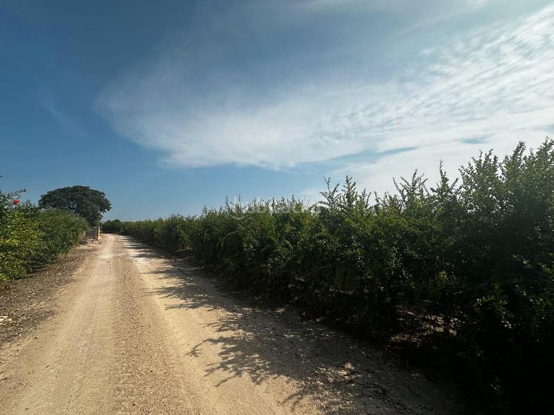 Foto 4ba8c9db-ec66-402c-a28b-6ff4445dedfa. Rural plot in partida fogaria 19 in Almoradí