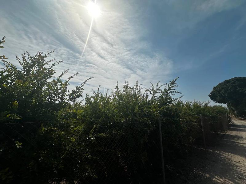 Foto 4c061684-a4d0-4d75-a9b6-ead2d9f7cac6. Rural plot in partida fogaria 19 in Almoradí