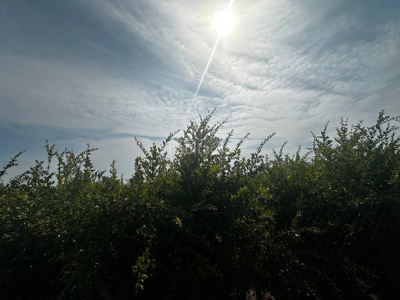 Foto 50c48b36-3680-422f-b930-529b1df500dc. Rural plot in partida fogaria 19 in Almoradí