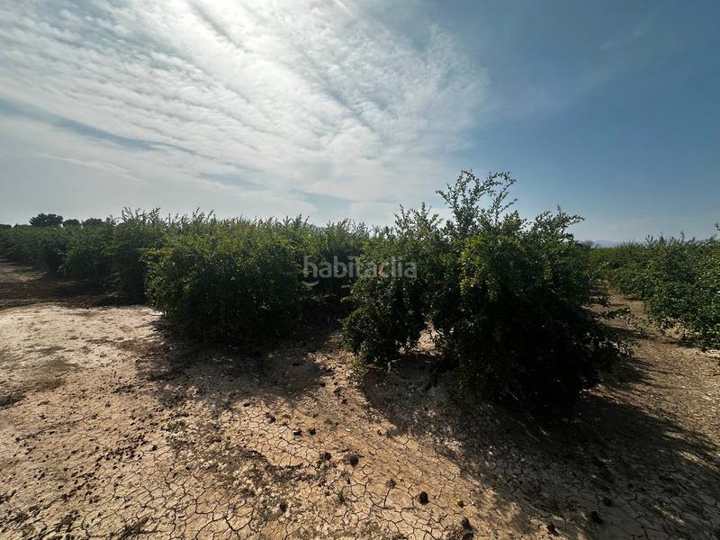 Foto 83c950c4-1619-4ba7-85e5-2d399844e92a. Rural plot in partida fogaria 19 in Almoradí