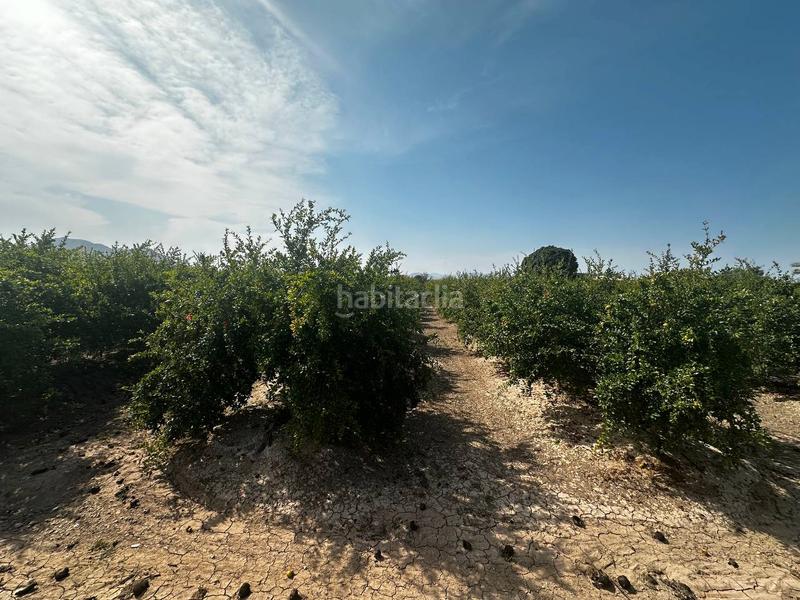 Foto 9ed088d0-d5c8-43f3-89a0-085c29c6ca8c. Rural plot in partida fogaria 19 in Almoradí