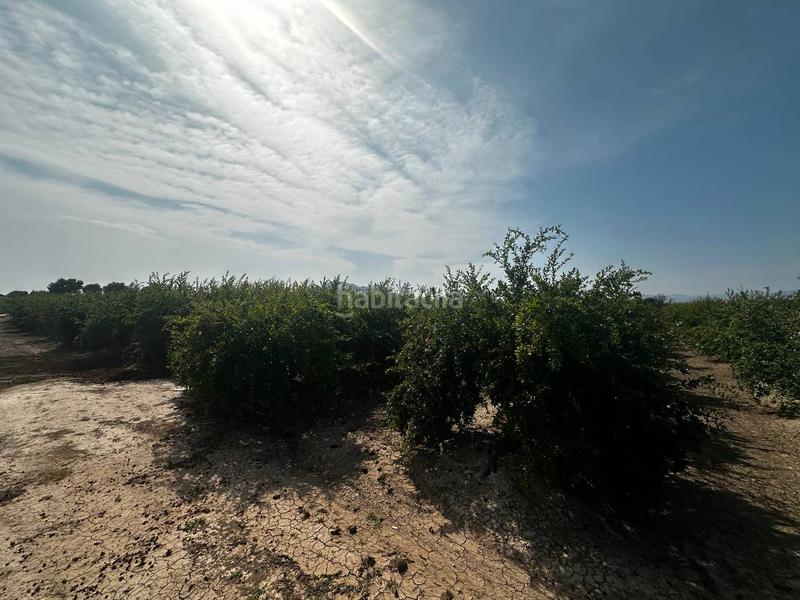 Foto c1db297e-401b-4b94-9846-23f66caba8f3. Rural plot in partida fogaria 19 in Almoradí