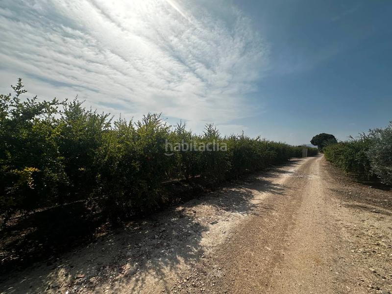 Foto ce96d9c9-80ee-4418-ad4c-af03fdd8ef3c. Rural plot in partida fogaria 19 in Almoradí