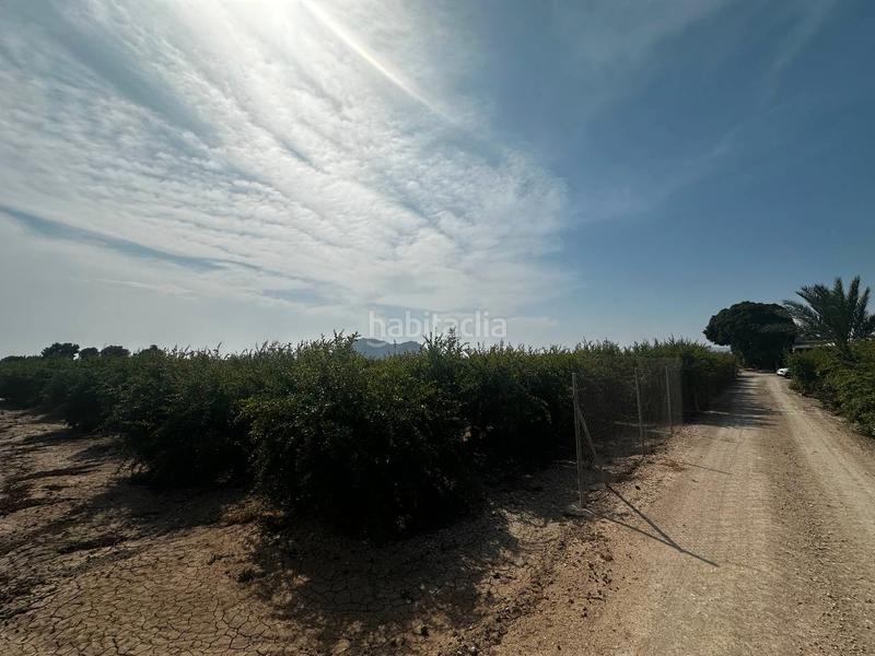 Foto f9b48cfd-3036-484e-a6b8-8a52d2d24de1. Rural plot in partida fogaria 19 in Almoradí