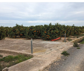 Finca rústica a Partida volta 1. Se venden dos parcelas rústicas en partida la volta, albalat del