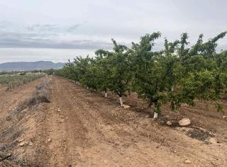 Finca rústica en Calle ontur 24