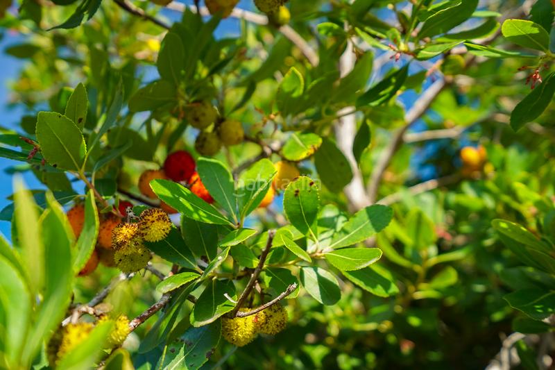 Foto 5f98c70c-33a4-49be-9b04-847541337b1e. Chalet con riscaldamento in Partida Comunes-Adsubia Xàbia