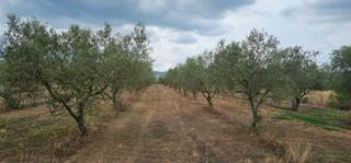 Fondo rustico in Móra d´Ebre. ?? finca rustica de regadio