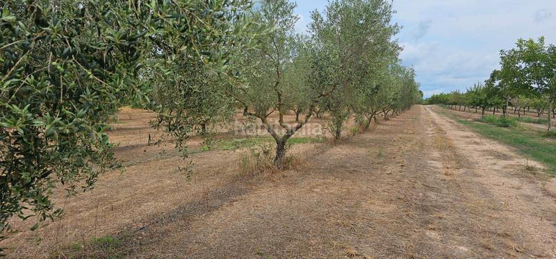 Foto 45254056-1baf-4366-9e03-7a8591fbd476. Finca rústica ?? finca rustica de regadio en Móra d´Ebre