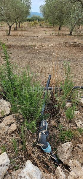 Foto 456306c2-23f2-4d79-9ac4-f05468e96bd1. Finca rústica ?? finca rustica de regadio en Móra d´Ebre