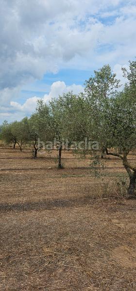 Foto 9955a049-bc12-4650-b0a4-f32507791e05. Finca rústica ?? finca rustica de regadio en Móra d´Ebre