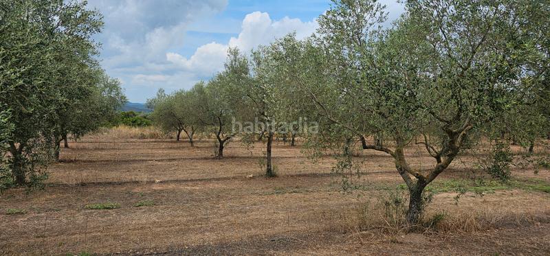 Foto a7895cc8-b5c1-41d2-a997-225be2b99ece. Finca rústica ?? finca rustica de regadio en Móra d´Ebre