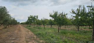 Fondo rustico in Móra d´Ebre. ?? finca rustica de regadio