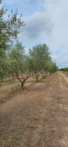 Foto fbabbf02-c427-43b1-aad4-2a73a4ba9274. Finca rústica ?? finca rustica de regadio en Móra d´Ebre