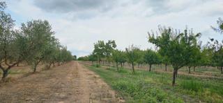 Finca rstica en Mra dEbre. Oportunidad en ginestar (mra debre, tarragona)