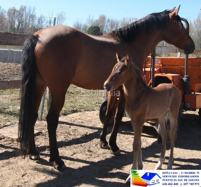 Foto 837a3684-d695-439c-adcd-8d2996b833a8. Bauernhof in avenida Prado Norte 914 in Prado Norte Algete