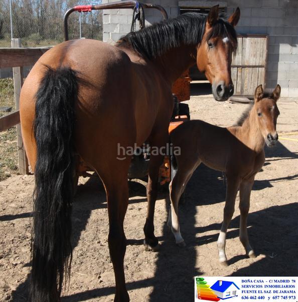 Foto a7409bc1-7dd2-4314-a7ce-a4b51c9b90c7. Bauernhof in avenida Prado Norte 914 in Prado Norte Algete