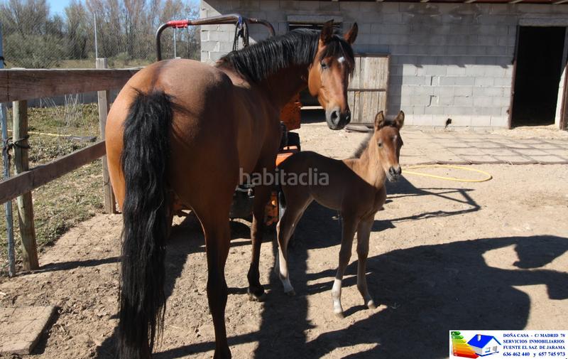 Foto ab798678-972a-4a69-ae1e-866d857acf51. Bauernhof in avenida Prado Norte 914 in Prado Norte Algete