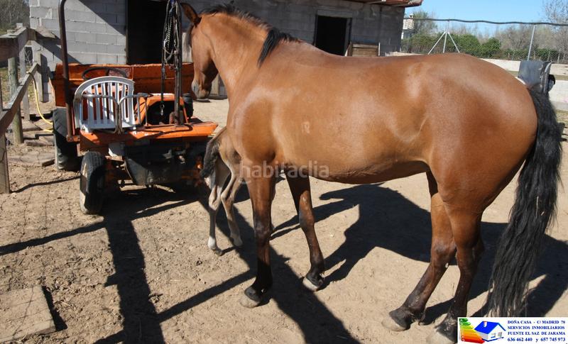 Foto e9fb63a3-6e3a-4253-a1d2-8a4447a704d6. Bauernhof in avenida Prado Norte 914 in Prado Norte Algete